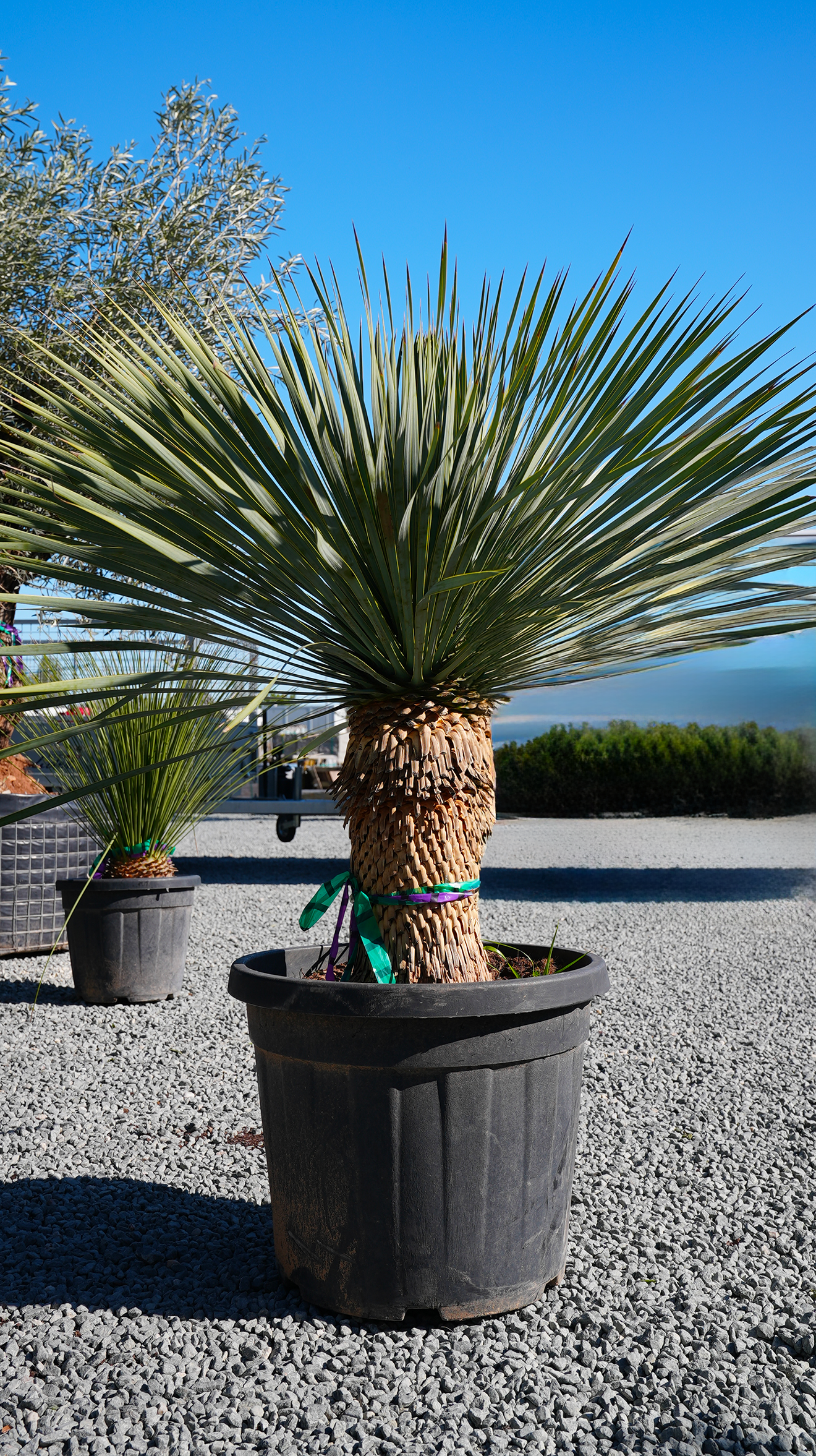 Yucca rostrata - plante méditerranéenne à Niort